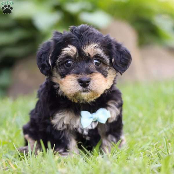 Buddy, Yorkie Poo Puppy